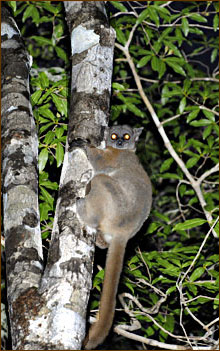 Red-tailed Sportive Lemur auf einer Nachtwanderung in Kirindy
