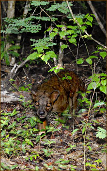 Fossa im Kirindy-Wald