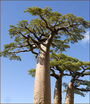 Baobab Tree in der Nähe von Morondava