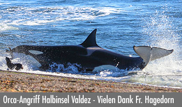 Orca auf Robbenjagd Valdes