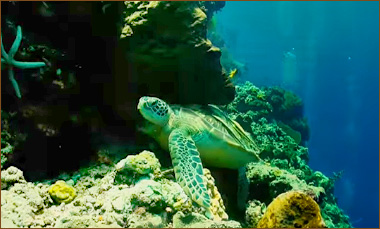 Karettschildkroete auf einer Schnorchel Tour auf Bunaken