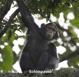 Schimpansen Nyungwe Nationalpark