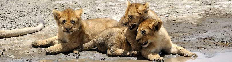 Fotosafari Serengeti