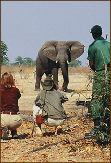 Walking Safaris in Afrika Sambia
