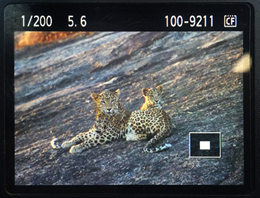 Leoparden in Indien