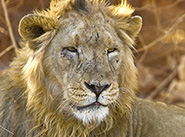 Indisches Löwen Männchen im Gir Nationapark