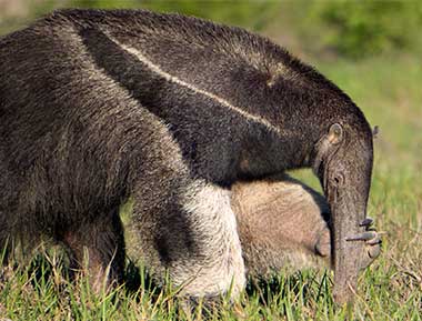 Tolles Foto eines grossen Ameisenbär im Pantanal Brasilien Naturreisen in das Pantanal