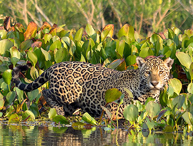 Jaguar im Pantanal wie er im Wasser an ein Wasserschwein anschleicht Brasilien Naturreisen in das Pantanal