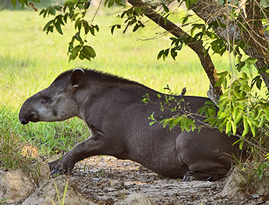 Tapir im Pantanal im Schatten eines Baumes Brasilien Naturreisen in das Pantanal