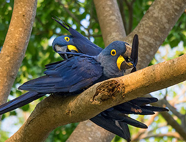 Zwei Hyazintharas bei der gegenseitigen Gefiederpflege Brasilien Naturreisen in das Pantanal