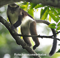 Rotschwanzmeerkatze auf einer Wanderung in Nyungwe