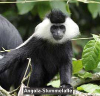 Angola Stummelaffen beobachten bei Reisen in den Nyungwe Nationalpark