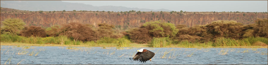 Schreiseeadler auf unserer Jeep Safari in Kenia