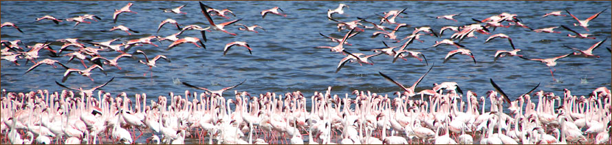 Flamingos Kenia Lake Baringo