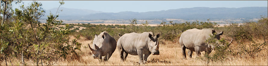 Nashörner auf unseren Reisen in Kenia