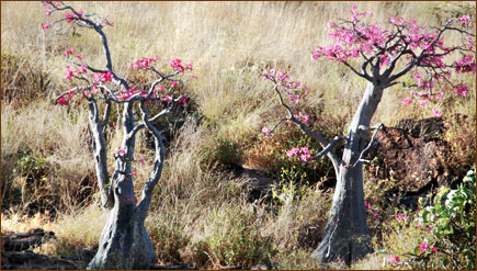 Wüsten Rose & Elefanten in Aberdare