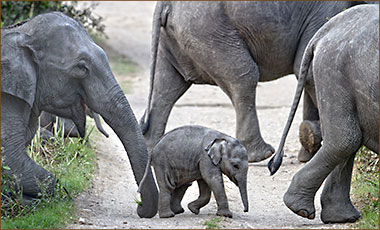 Elefantenherde im Kaziranga Nationalpark