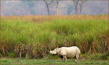 Panzernashorn in Kaziranga