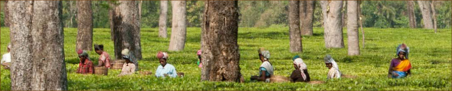 Indische Teeplücker in Assam