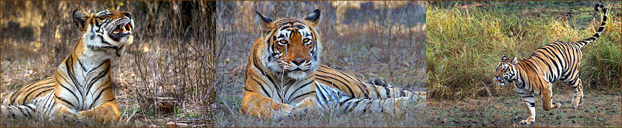 Tiger im Ranthambore Nationalpark