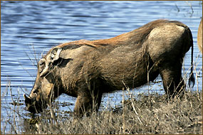 Sambia Rundreisen und Safaris - Reiseveranstalter Fauna Reisen