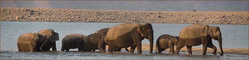 Elefantenherde im Corbett Nationalpark auf unserer Reise durch Nordindien