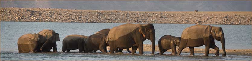 Elefantenherde im Corbett Nationalpark auf unserer Reise durch Nordindien