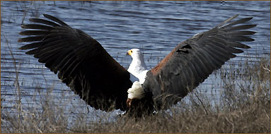 Urlaub in Sambia mit Bootstouren