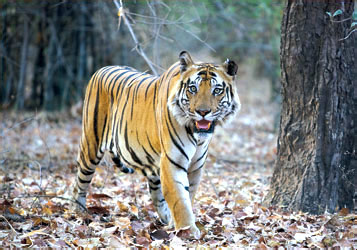 Tiger im Tadoba-Nationalpark