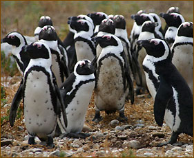 Pinguine erleben auf Reisen nach Südafrika