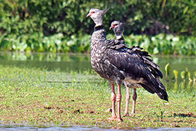 Halsband-Wehrvogel wird auch Tschaja oder Halsbandtschaja genannt