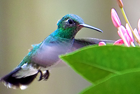 Amazilien gehören zur Familie des Kolibris
