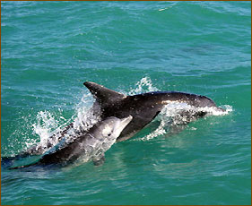 Wale und Delphine beobachten in Südafrika