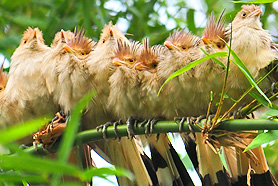 Viele Kuckucks auf einem Baum