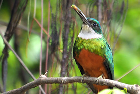 Kolibri im Pantanal
