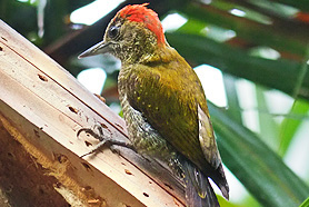 endemischer Yellow-eared Specht kommt nur an der brasilianischen Atlantik-Küste vor