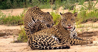 Jaguar Pärchen am Cuiaba Flussufer