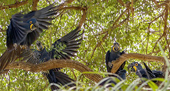 Hyazintharas fotografiert in einem Lapachobaum