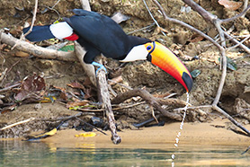 Riesentukan trinkt am Fluss Wasser