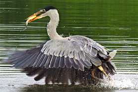 Reiher beim Fischfang