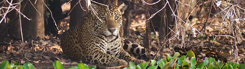 Jaguar am Flussufer 