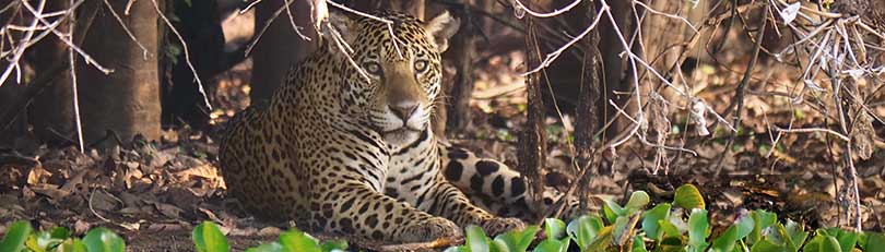 Jaguar am Flussufer 