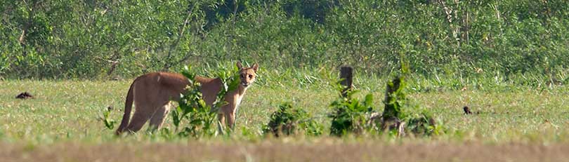 seltene Sichtung eines Puma im Pantanal