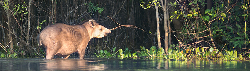Tapir im Wasser am Cuiaba Fluss