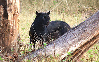 unsere Reise Schwarzer Panther fotografiert