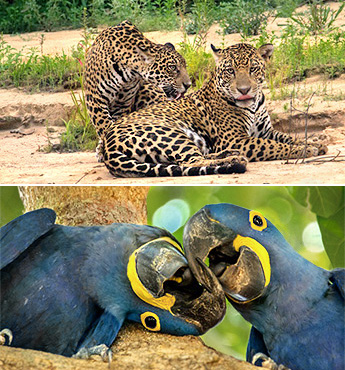 Brasilien - Jaguar Pärchen bei der Paarung im Pantanal