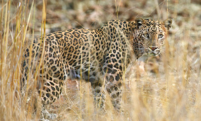 Leopard in Sasan gir