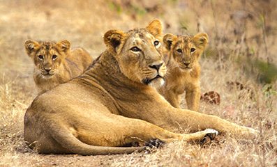 Löwin im Gir-Nationalpark