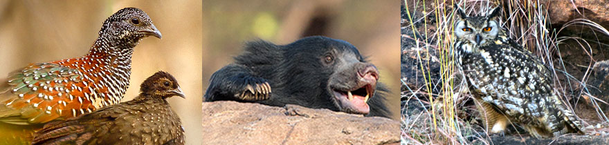 Vogelbeobachtung in Indien