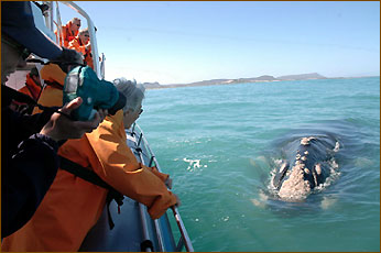 Wale beobachten in Südafrika